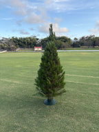 Sydney Santa Christmas Tree