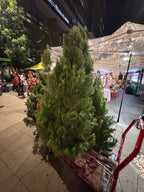 Sydney Santa Christmas Tree